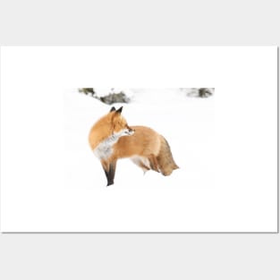 Red Fox - Algonquin Park Posters and Art